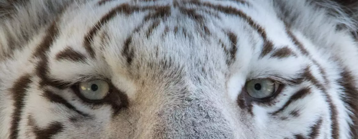 2022, année du Tigre d'Eau