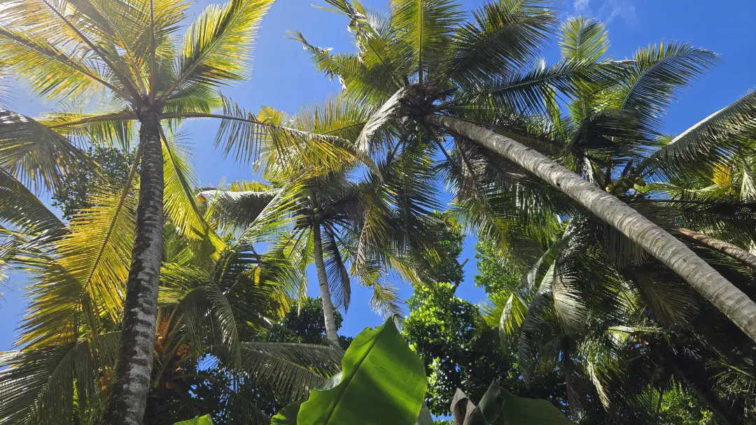 Depaysement total sous les cocotiers d'Hikkaduwa - Retraite Yoga & Aventure 2026