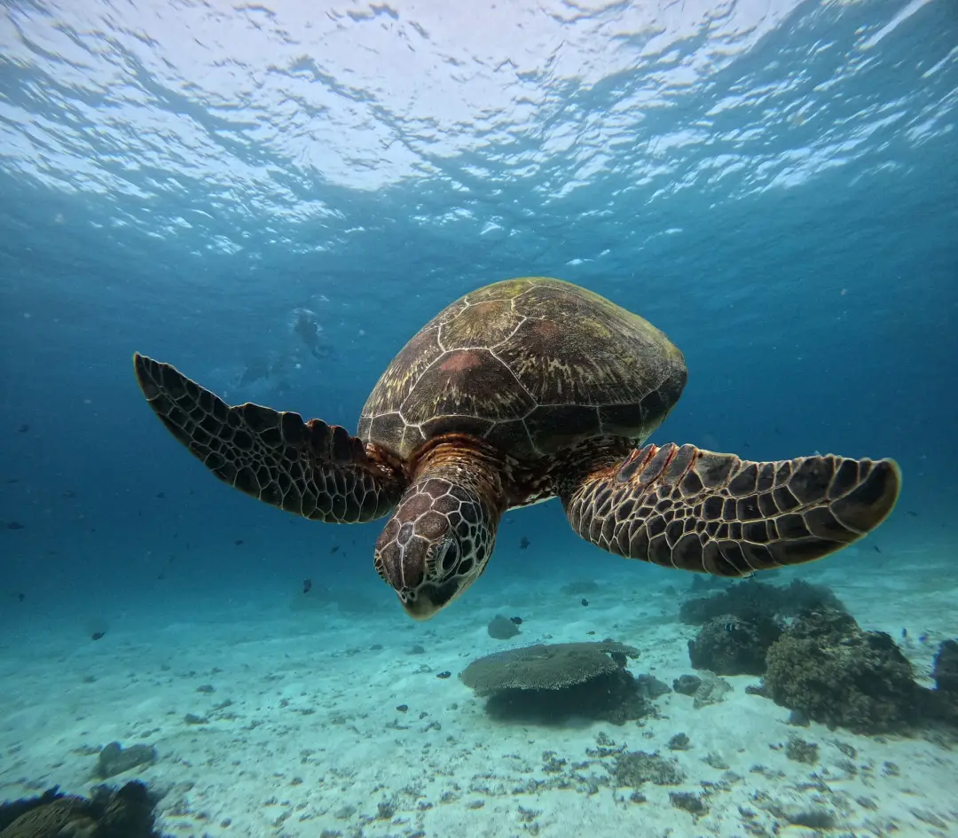 Snorkeling à Hikkaduwa - 7 jours Océan &Yoga