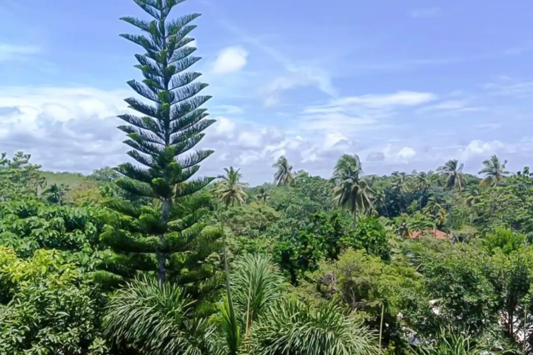 Végétation tropicale luxuriante autour de la villa Kenzen - immersion nature au Sri Lanka