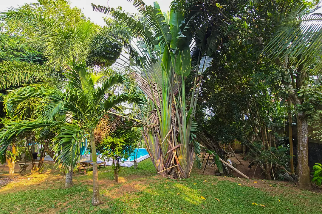 Villa Green view | Hikkaduwa