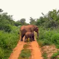 Groupe en véhicule privé lors d'un safari photo à la rencontre des éléphants dans le parc national d'Uda Walawe, Sri Lanka.