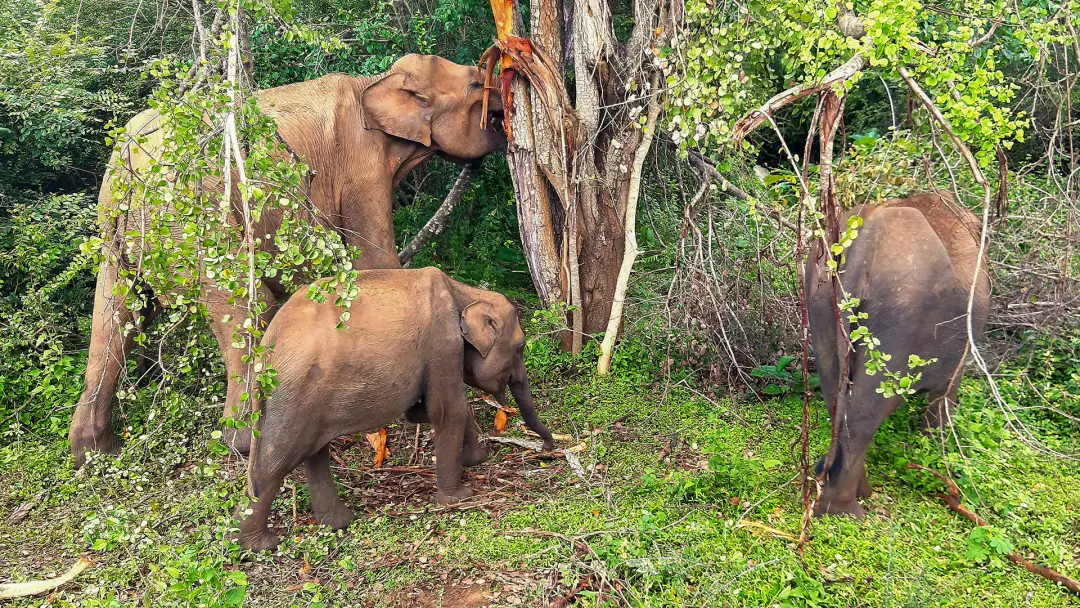 Troupeau d'éléphants sauvages lors d'un safari-photo dans le parc national d'Uda Walawe, excursion depuis Hikkaduwa | KenZen Shiatsu et Yoga