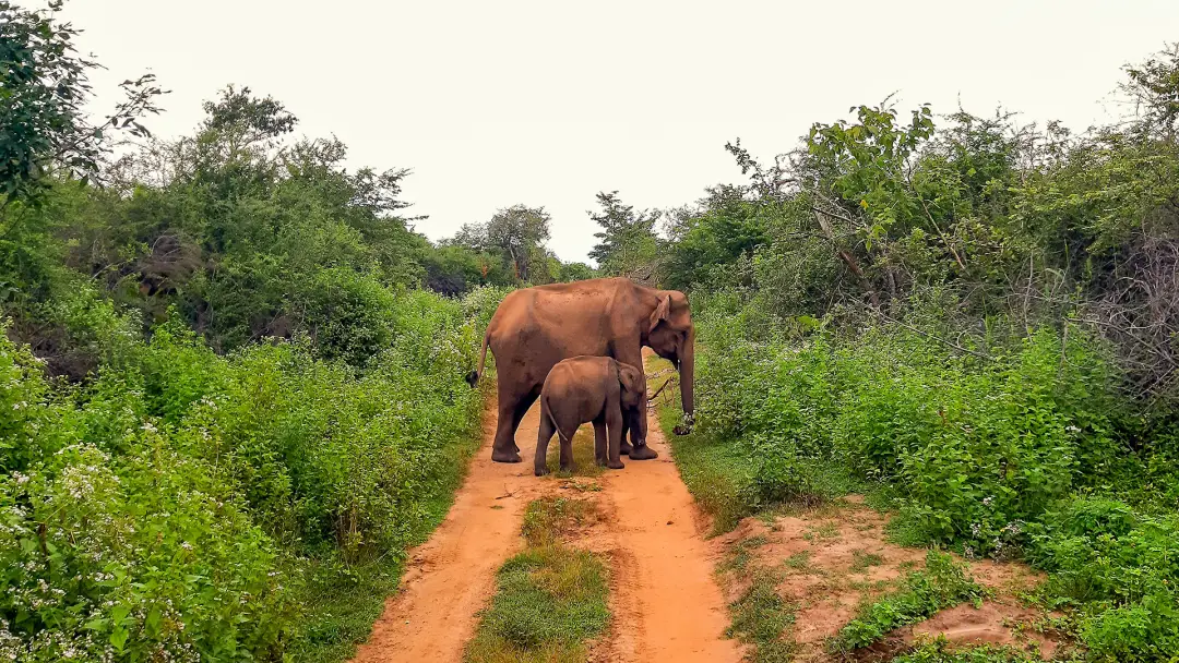 Groupe en véhicule privé lors d'un safari photo à la rencontre des éléphants dans le parc national d'Uda Walawe, Sri Lanka. | KenZen Shiatsu et Yoga
