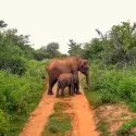 Groupe en véhicule privé lors d'un safari photo à la rencontre des éléphants dans le parc national d'Uda Walawe, Sri Lanka. | KenZen Shiatsu et Yoga